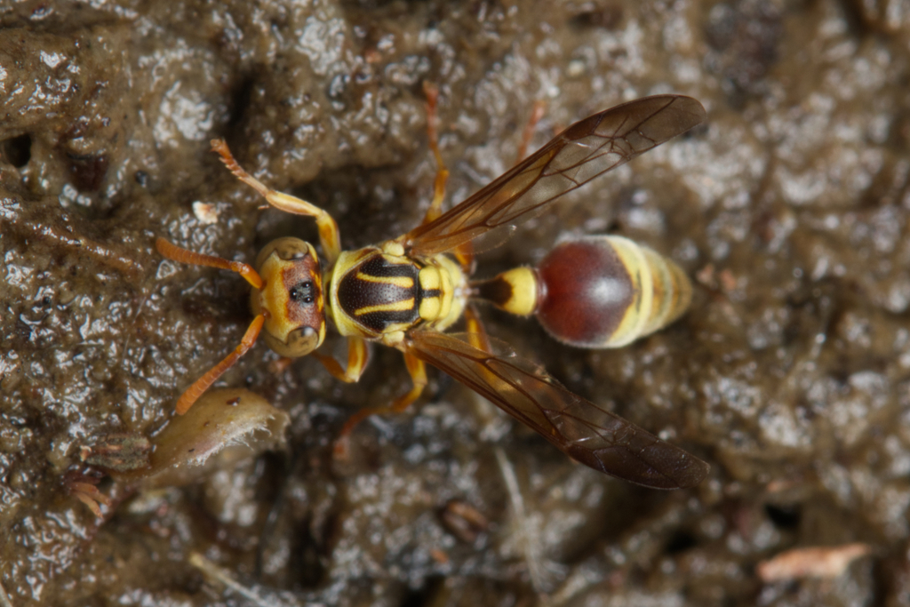 Yellow Brown Paper Wasp