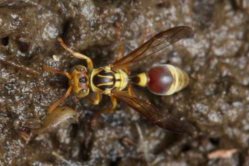 Yellow Brown Paper Wasp
