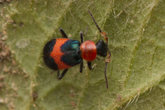 Dicranolaius cinctus