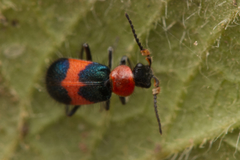 Dicranolaius cinctus