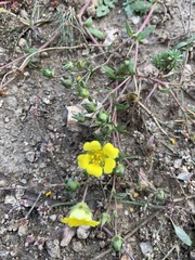 Potentilla luteosericea