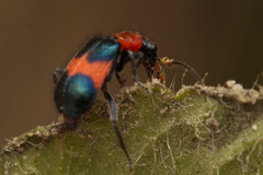 Dicranolaius cinctus