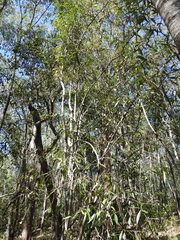 Samadera bidwillii