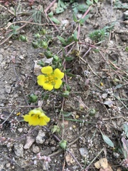 Potentilla luteosericea