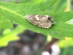 Dichrorampha simulana