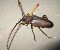 Prosphilus serricornis