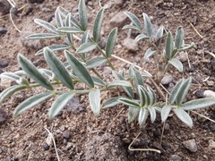 Astragalus polozhiae