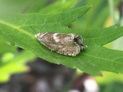 Dichrorampha simulana