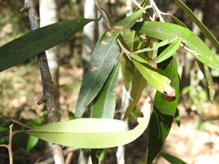 Samadera bidwillii