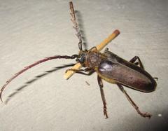 Prosphilus serricornis