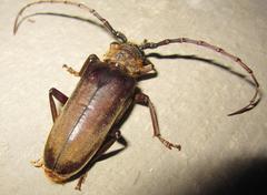 Prosphilus serricornis