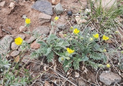 Potentilla astragalifolia