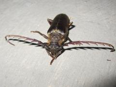 Prosphilus serricornis