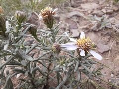 Asterothamnus heteropappoides
