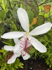 Hibiscus arnottianus