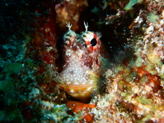 Crossosalarias macrospilus