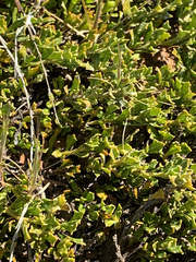 Dodonaea procumbens