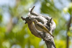 Conopophila rufogularis