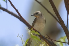 Conopophila rufogularis