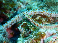 Corythoichthys ocellatus