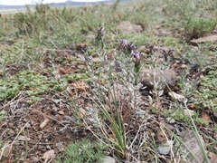 Dracocephalum fruticulosum