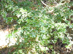 Phyllanthus microcladus