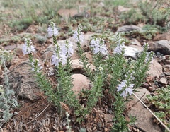 Veronica pinnata nana