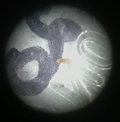 Feltiella