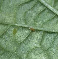 Feltiella