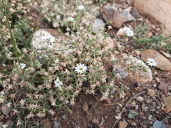 Stellaria amblyosepala