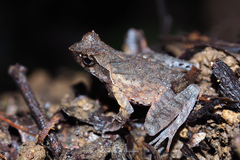 Boulenophrys minor
