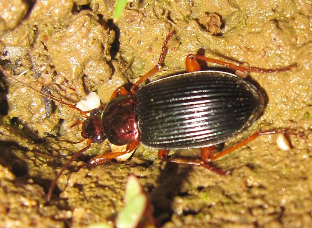 Chlaenius laetus