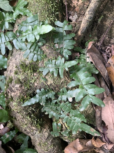 Arthropteris palisotii (Arthropteris palisotii)