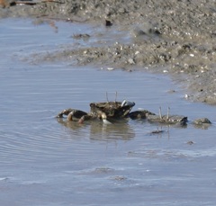 Macrophthalmus