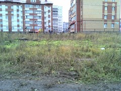Heracleum sosnowskyi