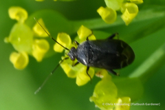 Miridae