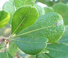 Searsia glauca