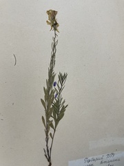 Linaria vulgaris