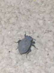 Stenomorpha muricatula
