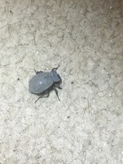 Stenomorpha muricatula