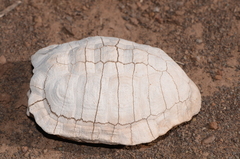 Psammobates tentorius