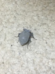 Stenomorpha muricatula