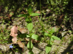 Gratiola pedunculata