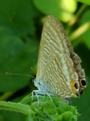 Lampides boeticus