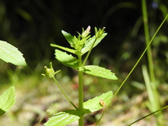 Gratiola pedunculata