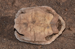 Psammobates tentorius