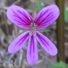 Pelargonium pseudosetulosum