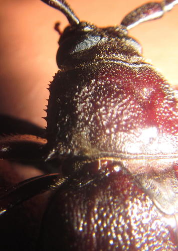 Macrotoma natala