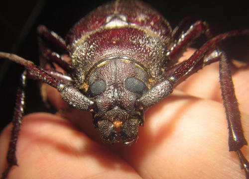 Macrotoma natala