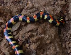 Homoroselaps lacteus